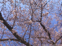 桜と青空！七分咲きでも最高！