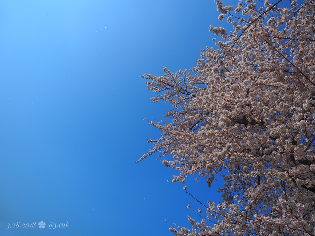 桜満開、舞う花びら＋青空オリンパスブルー[E-M10II+F2.8PRO]