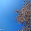 桜満開、舞う花びら＋青空オリンパスブルー[E-M10II+F2.8PRO]