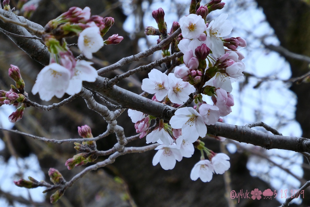 3.28平成最後の桜と木〜七分咲き花曇り花冷え蕾〜長年観る一途な恋(335mm)