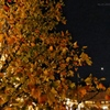 自然にライトアップされた紅葉と三日月〜Xmasイルミネーションみたいで〜