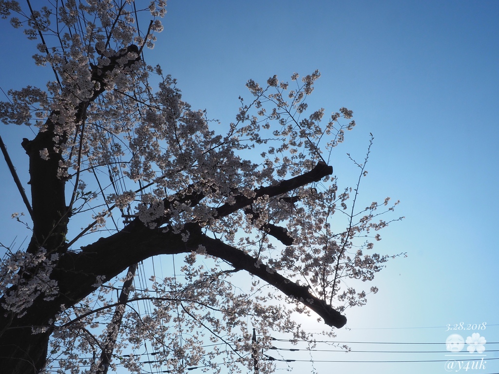 剪定されていた桜とOLYMPUS BlueSky〜哀しい現実…でも満開