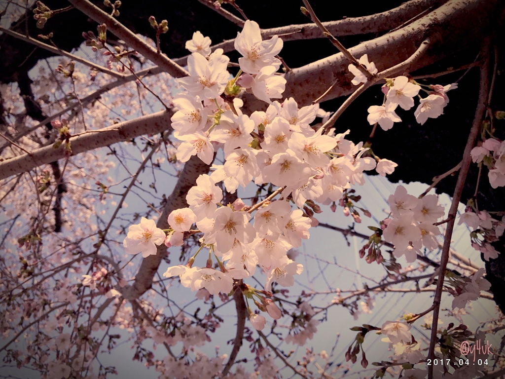 記憶の桜 〜nostalgie