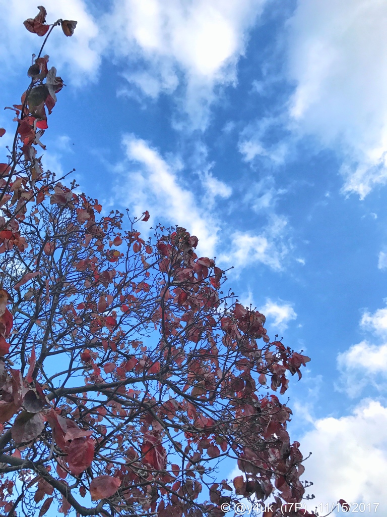 red in the blue sky〜青空に紅葉