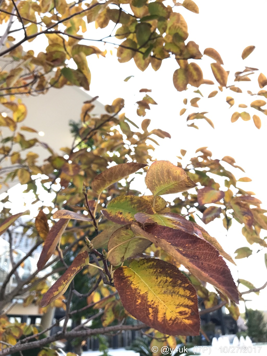 彩り枯れゆく〜紅に染まったこのオレ紅葉〜autumn in leaves