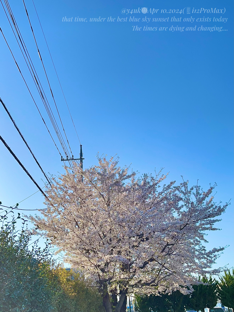 4.10sad truth goes the best Bsky今日のみ青空+桜