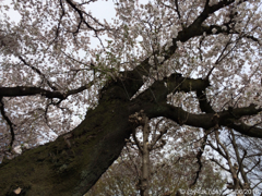 桜の木の下で 〜cherry blossom wood
