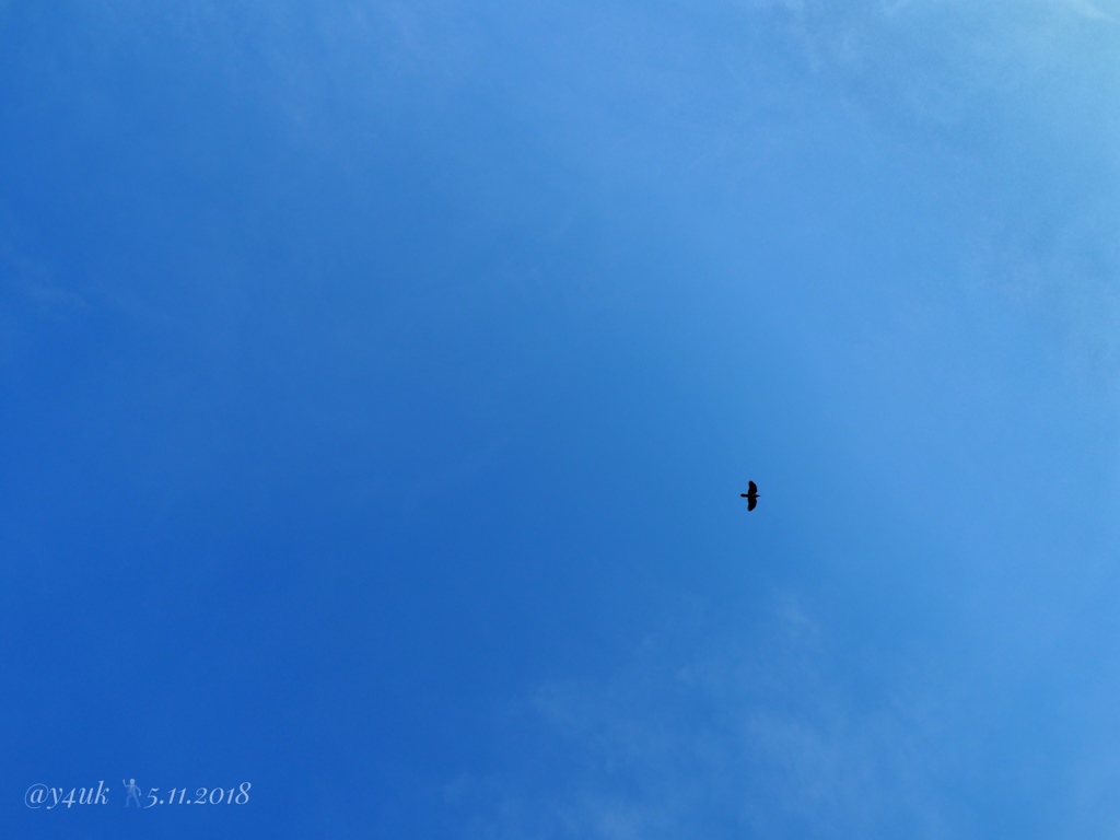 17:19 BlueSky Blue -if bird- 青空よ遠い人に伝えて…