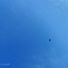 17:19 BlueSky Blue -if bird- 青空よ遠い人に伝えて…