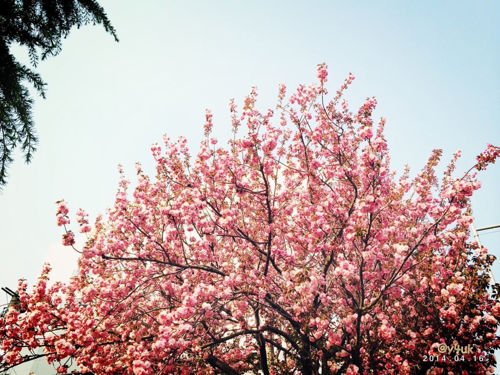 がんばる桜や〜え〜