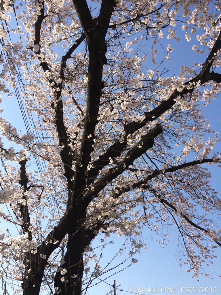 桜と青空〜光の前に