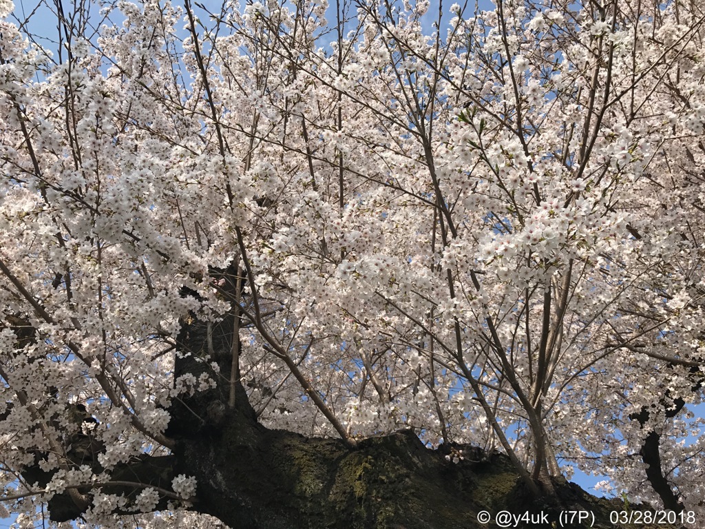 桜満開の巨木と青空〜2018.3.28〜2012年も同日早い満開