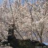 桜満開の巨木と青空〜2018.3.28〜2012年も同日早い満開