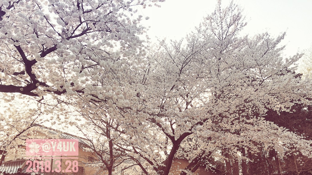 咲き誇る桜満開〜好きな小さな場所で今年もモリモリ咲いた！