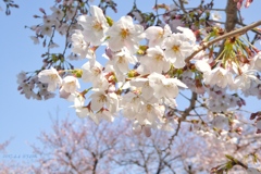 やさしい桜やさしい青空 〜cherry blossom, blue sky