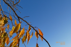 青空＋紅葉＝最高(^^)〜autumn in leaves & blue sky