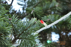 Xmas Tree Red LED 〜夕方のクリスマスツリー木々