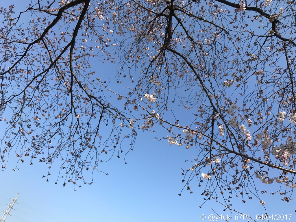 桜七分＋青空＋鉄塔＝今春も撮れた(^^)/