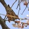 イケメン鳥さん桜食う！ 〜cherry blossom song bird