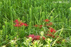 雑草の中に彼岸花⇔雑踏の中に小さな奇跡〜秋の気配＋緑に映える赤