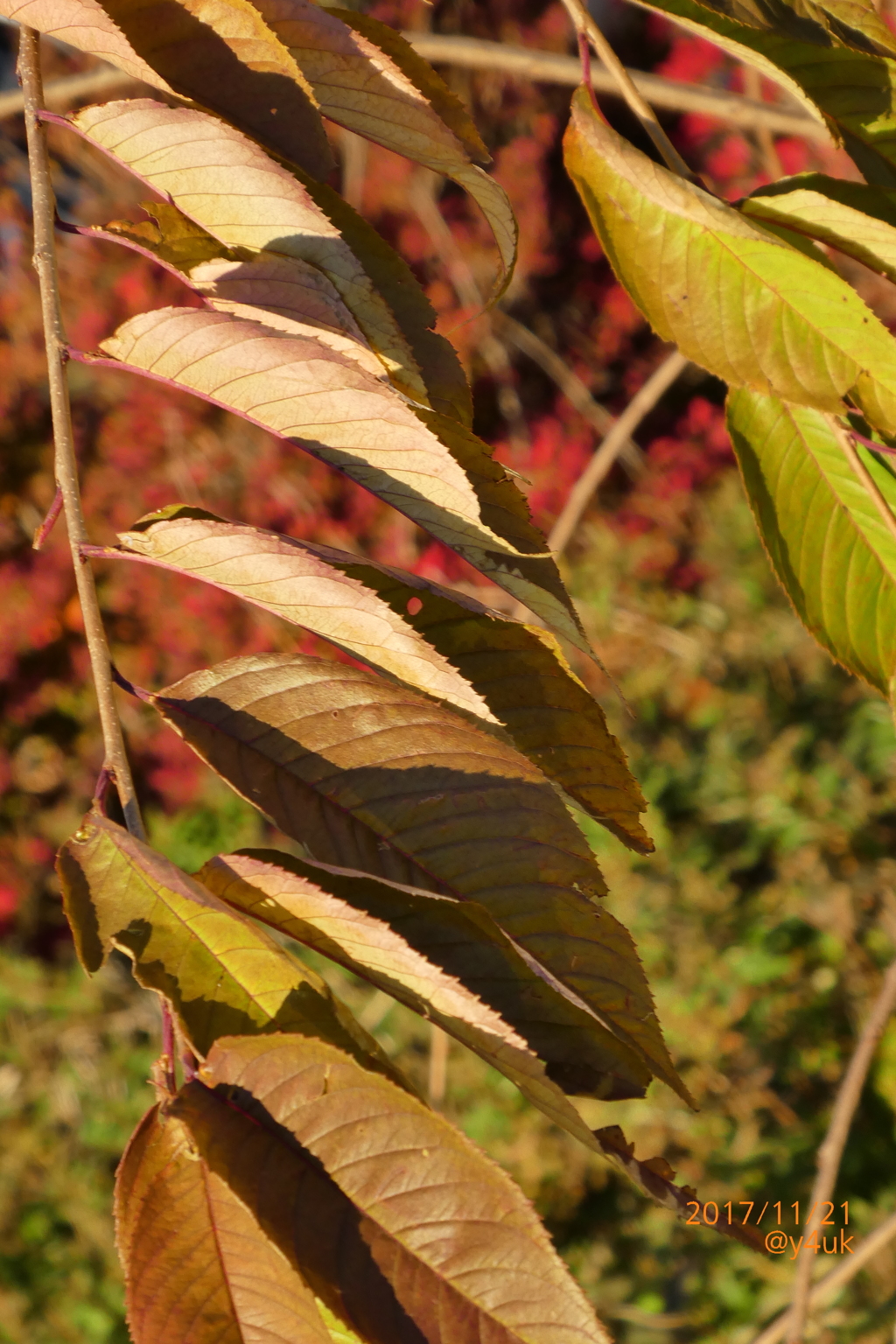 整列する枯葉〜並んでい紅葉〜autumn in leaves