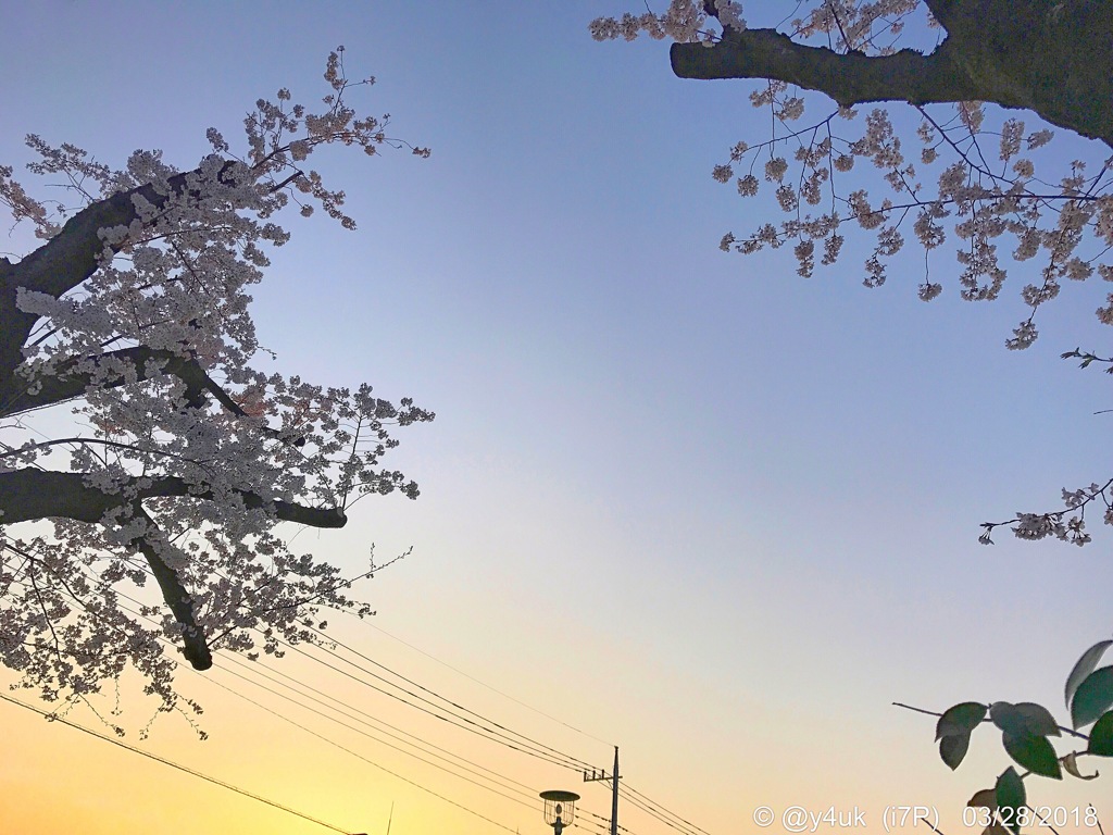 Sunset Magichour Cherryblossom 〜哀しい現実、桜