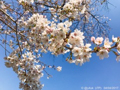 青空と桜 〜サイコー！