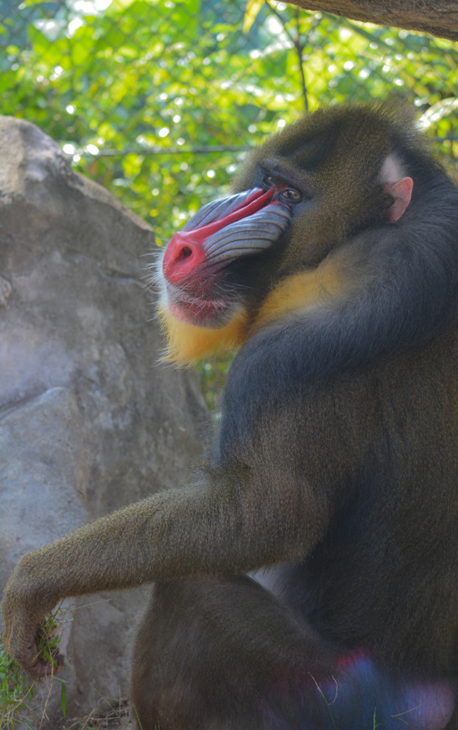 マンドリル