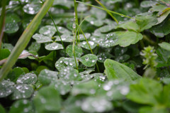 雨あがり