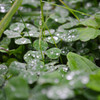 雨あがり