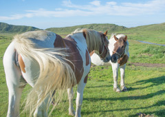 horse