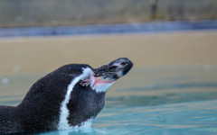 penguin