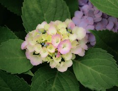 紫陽花