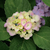 紫陽花
