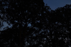 夜の森
