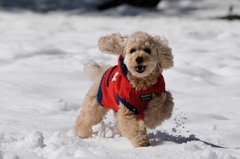 20140216_雪遊びその2