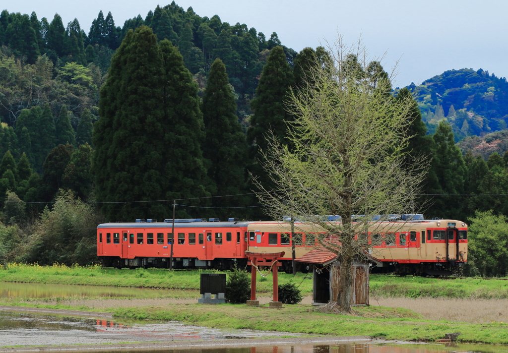 田んぼの神様