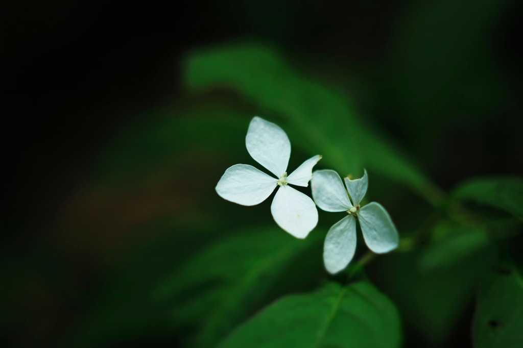 こわれかけた花びら