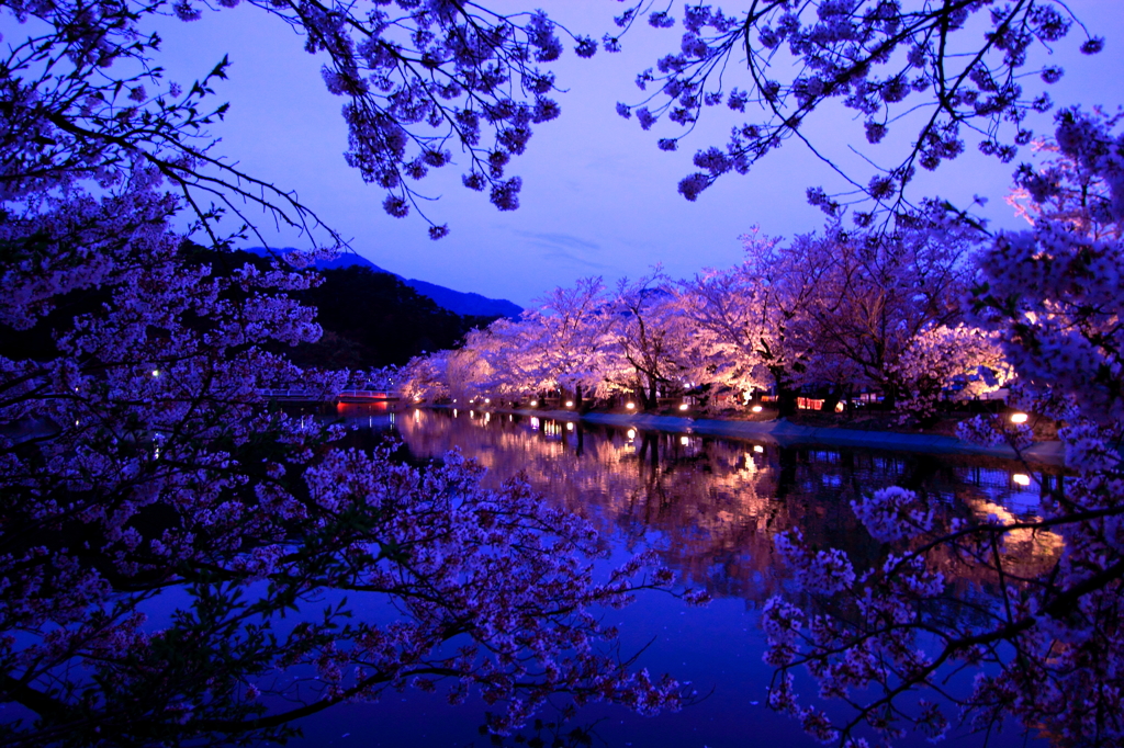 夕暮れの桜並木