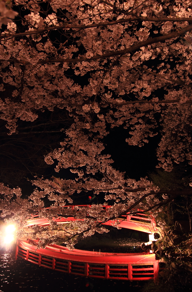 桜に囲まれた橋の上のカップル