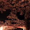 桜に囲まれた橋の上のカップル