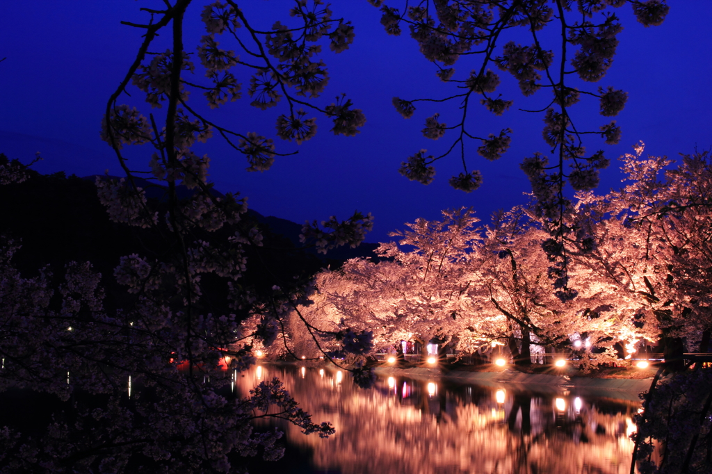 夕暮れの桜並木