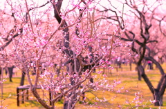 梅の花