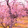 梅の花