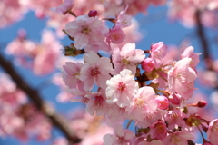 河津桜