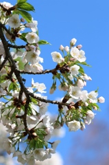 ウラらかサクラ