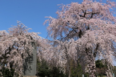 東郷寺　アラシ咲き