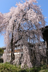 東郷寺　しだれ桜