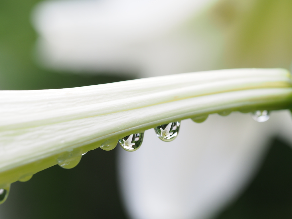 雨上がり