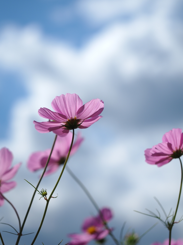 秋空